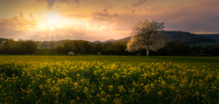 Aarau Aare Wiese im Frühling Sonnenuntergang