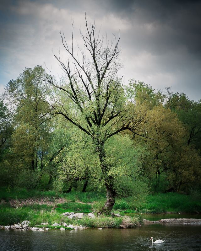 Weisser Schwan in der Aare in Aarau mit altem Baum