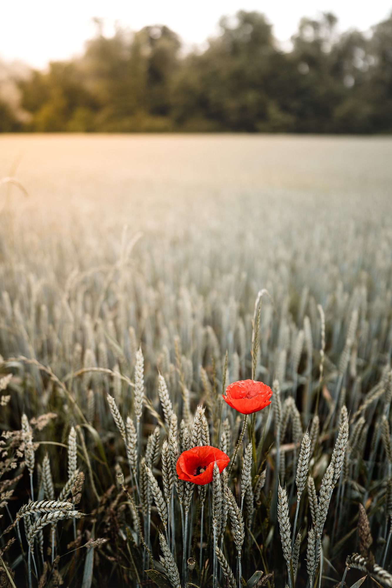 Kornfeld mit Mohnblume bei Aarau