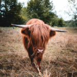 schottische Hochlandrinder in Aarau