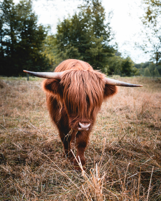schottische Hochlandrinder in Aarau