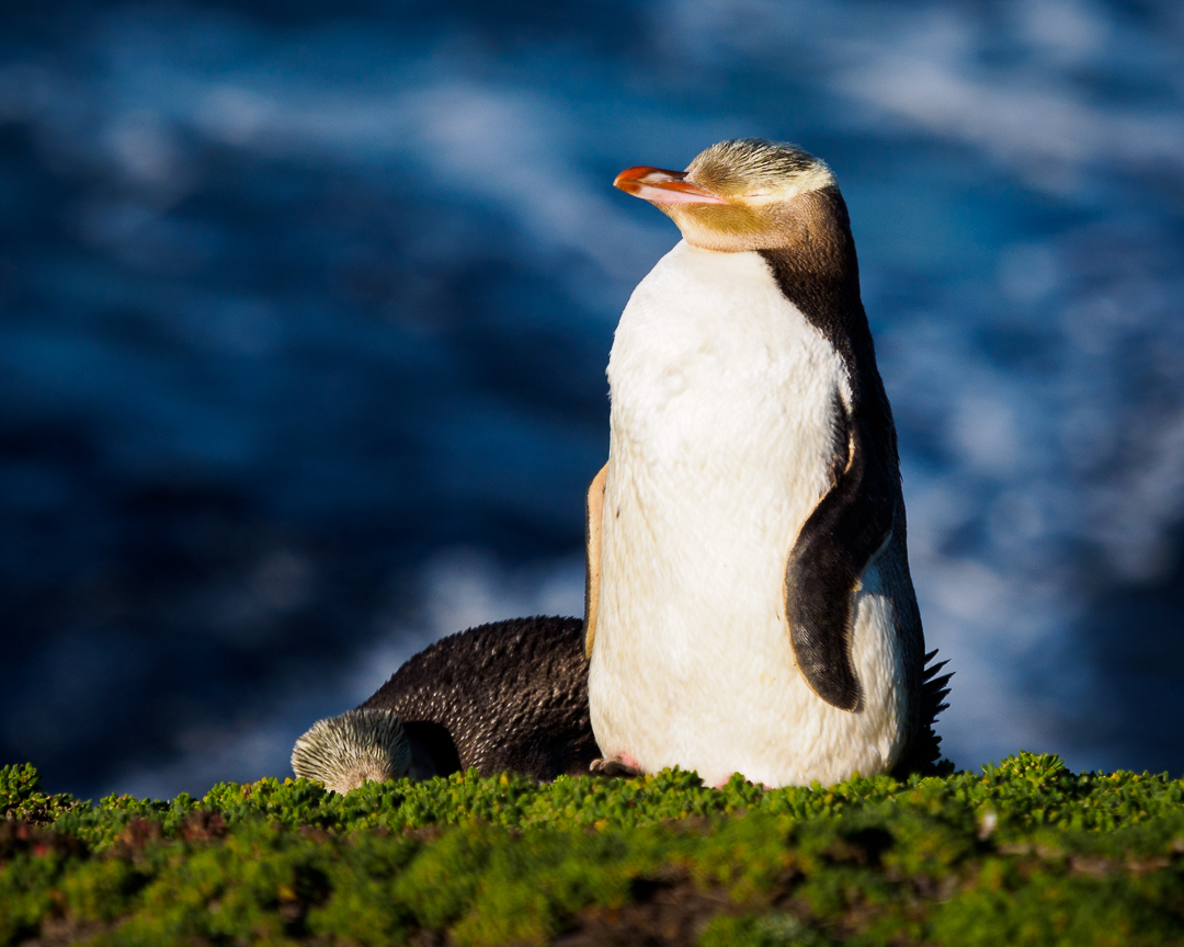 Moeraki Boulders Neuseeland