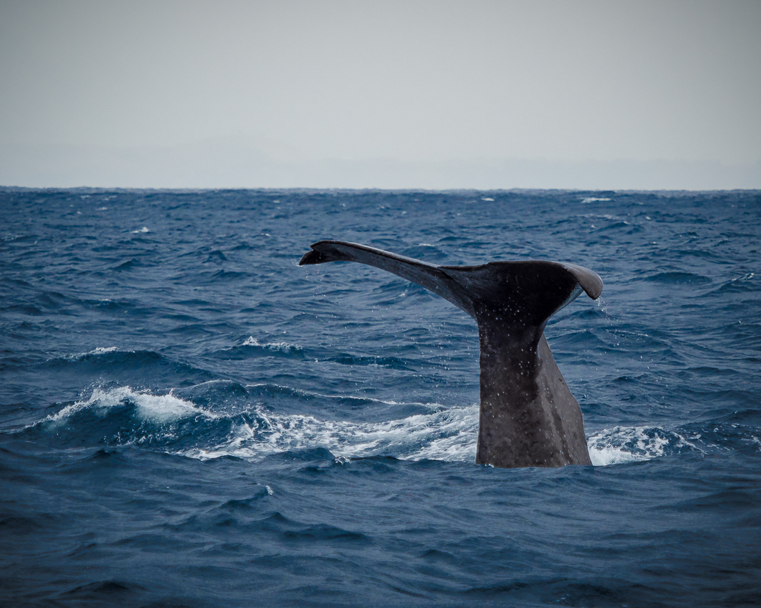 Kaikura Neuseeland Walfisch
