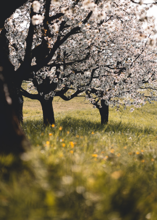 Kirschenblueten im Fricktal Aarau