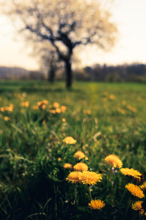 Kirschenblueten im Fricktal Aarau