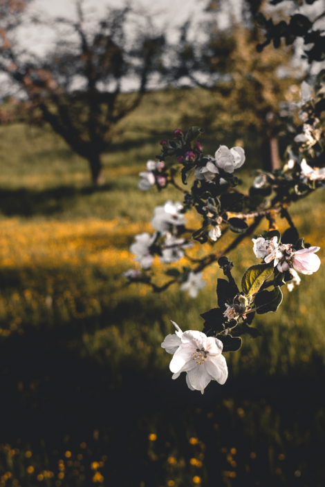 Kirschenblueten im Fricktal Aarau