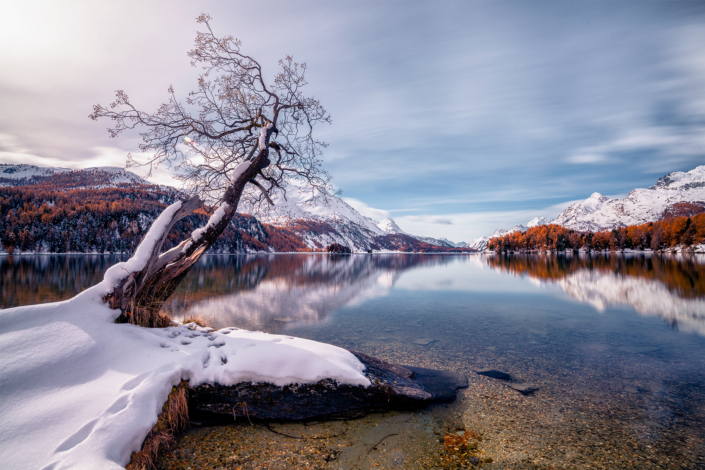 Silsersee Baum mit ersten Schnee im Herbst Engadin