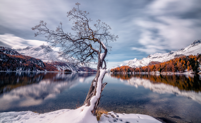 Silsersee Baum mit ersten Schnee im Herbst Engadin