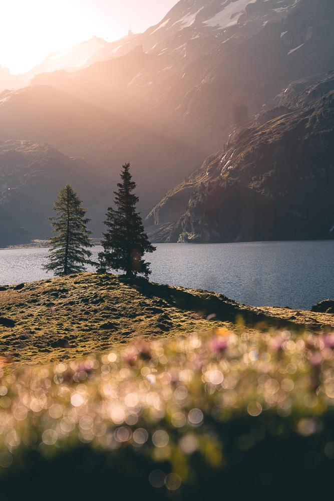 Sony_Alpha_raw_ edit Engstlenalp Tanne bei Sonnenaufgang unbearbeitet mit Lightroom