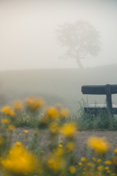Baum im Nebel Wasserflue