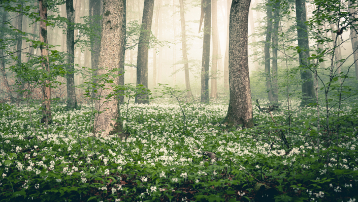 Jurawald bärlauchblüten im Nebel Wasserflue