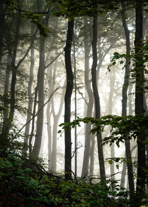 Jurawald im Nebel Wasserflue