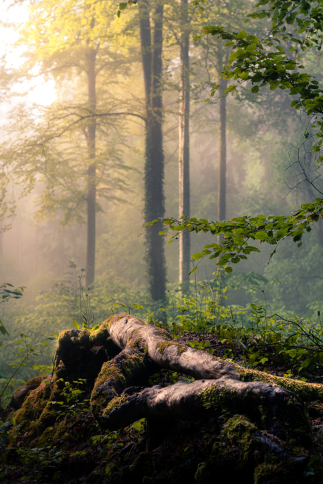 Jurawald im Nebel mit Sonnenaufgang Wasserflue
