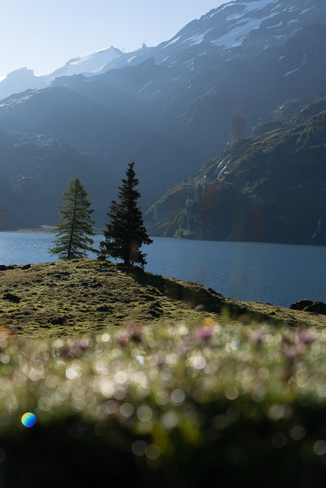 camera_raw_edit Engstlenalp Tanne bei Sonnenaufgang unbearbeitet