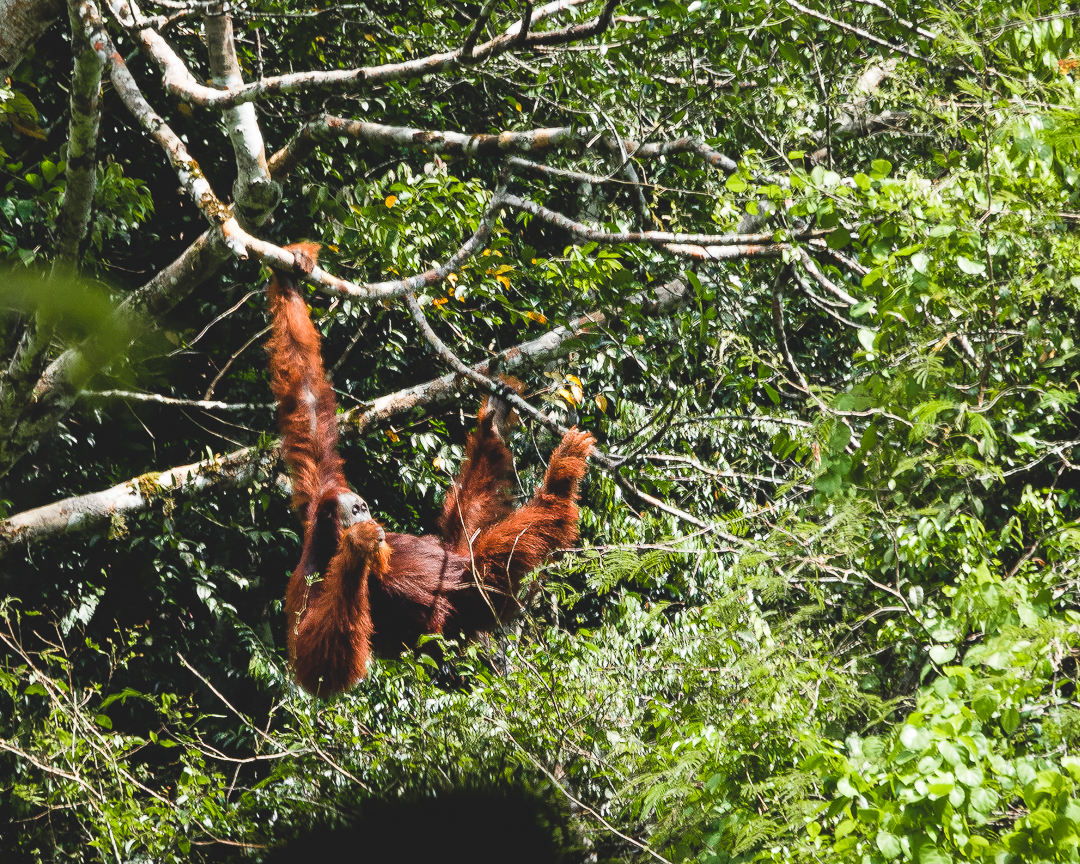 Orangutan Ketambe Sumatra