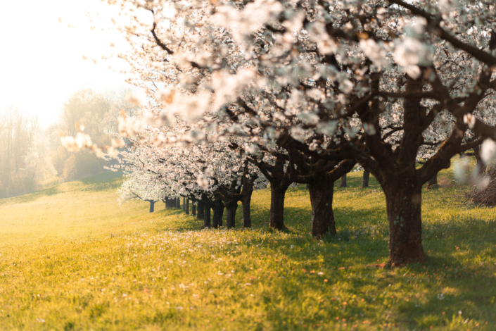 Kirschenblueten im Fricktal Aarau
