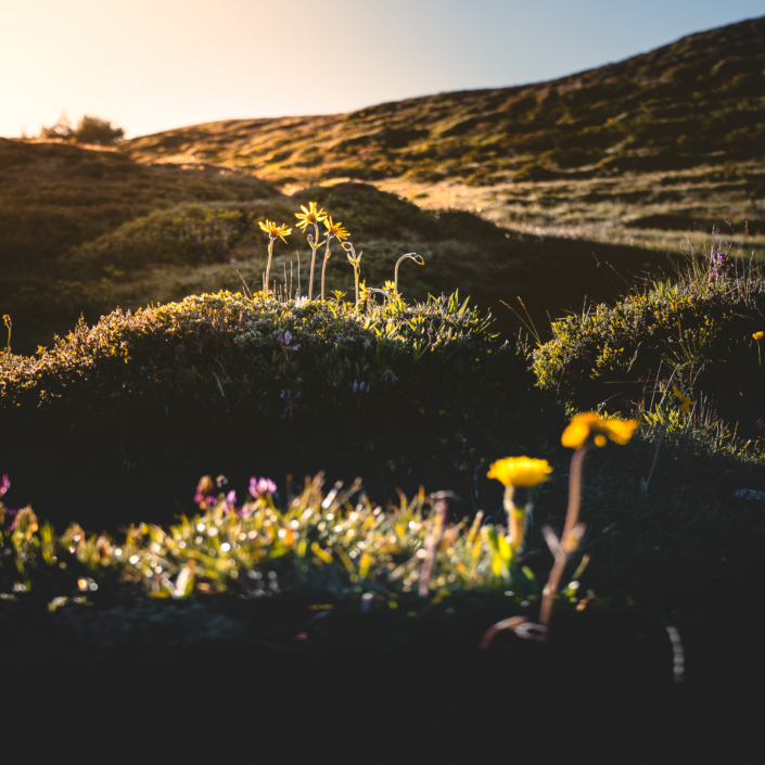 Begblumen in der Morgensonne