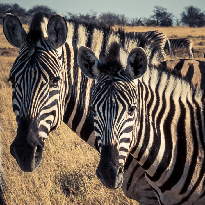 Zebra Etosha Nationalpark Namibia