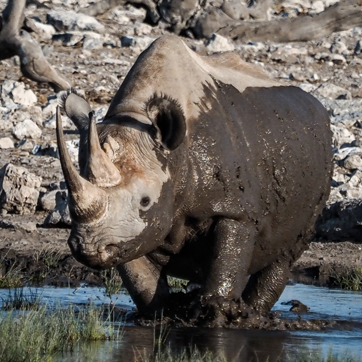 Nashorn Etosha Nationalpark Namibia