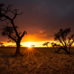 red sand desert dune Namibia