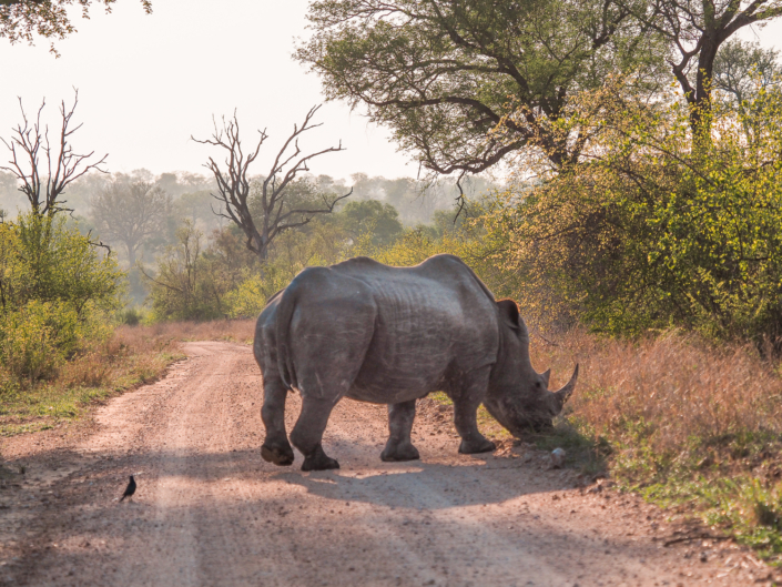 Nashorn krüger nationalpark Safari