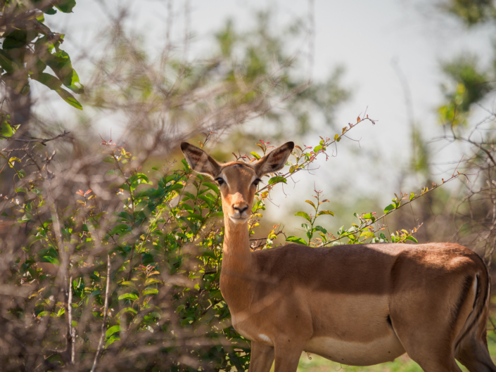 gazelle krüger nationalpark Safari