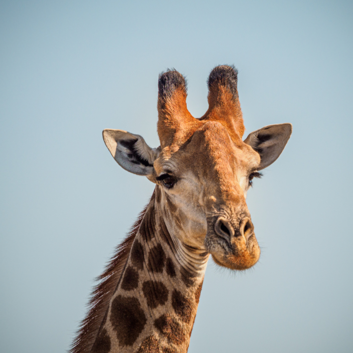 Giraffe krüger nationalpark Safari