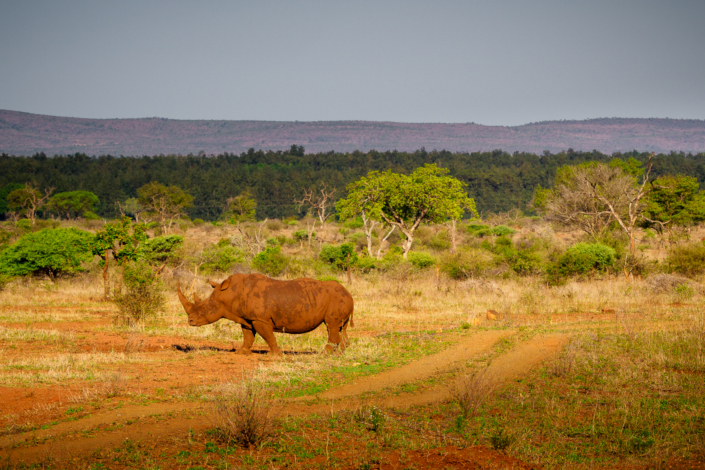 Nashorn krüger nationalpark Safari