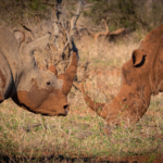 Nashorn krüger nationalpark Safari
