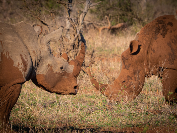 Nashorn krüger nationalpark Safari