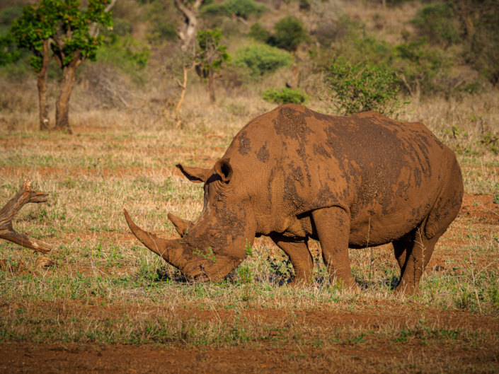 Nashorn krüger nationalpark Safari