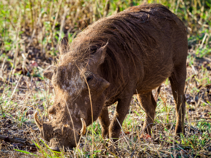 warzenschwein krüger nationalpark Safari