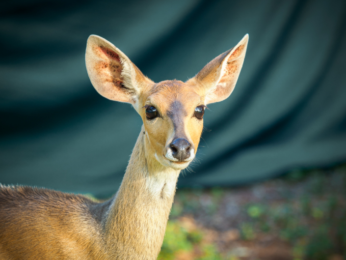 gazelle krüger nationalpark Safari