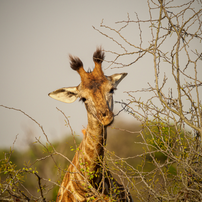 Giraffe krüger nationalpark Safari