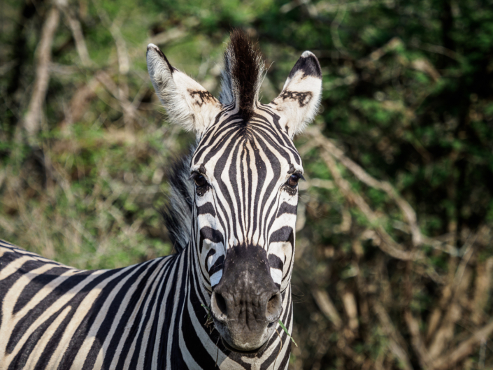 zebra krüger nationalpark Safari