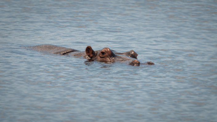 Nilpferd krüger nationalpark Safari
