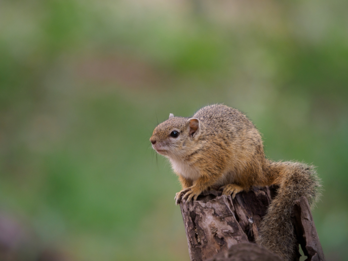 eichhörnchen krüger nationalpark Safari