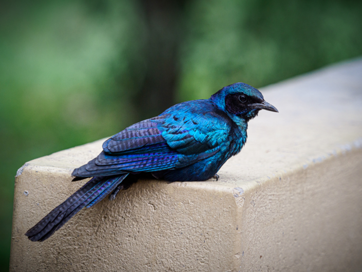 glanzstar vogel krüger nationalpark Safari