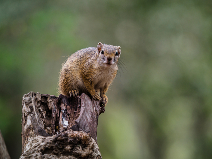 eichhörnchen krüger nationalpark Safari