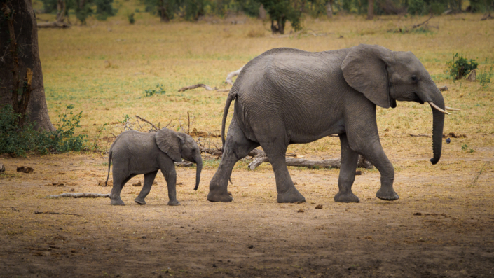 Elefant mit Baby krüger nationalpark Safari