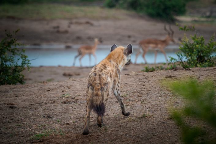 Hyäne krüger nationalpark Safari