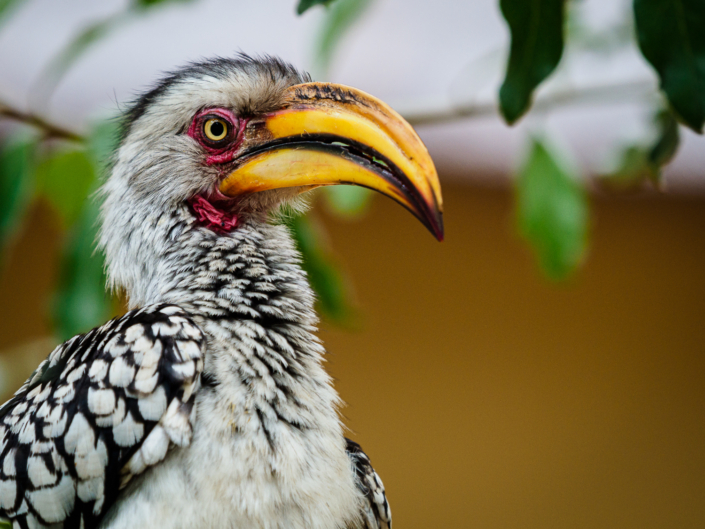 Hornvogel krüger nationalpark Safari