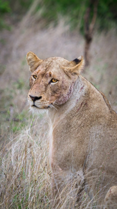 Löwe krüger nationalpark Safari