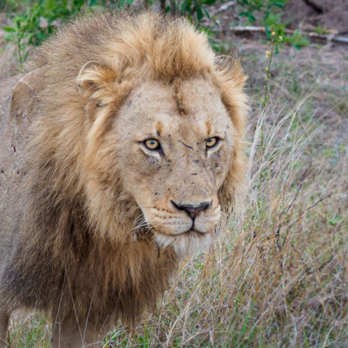 Löwe krüger nationalpark Safari
