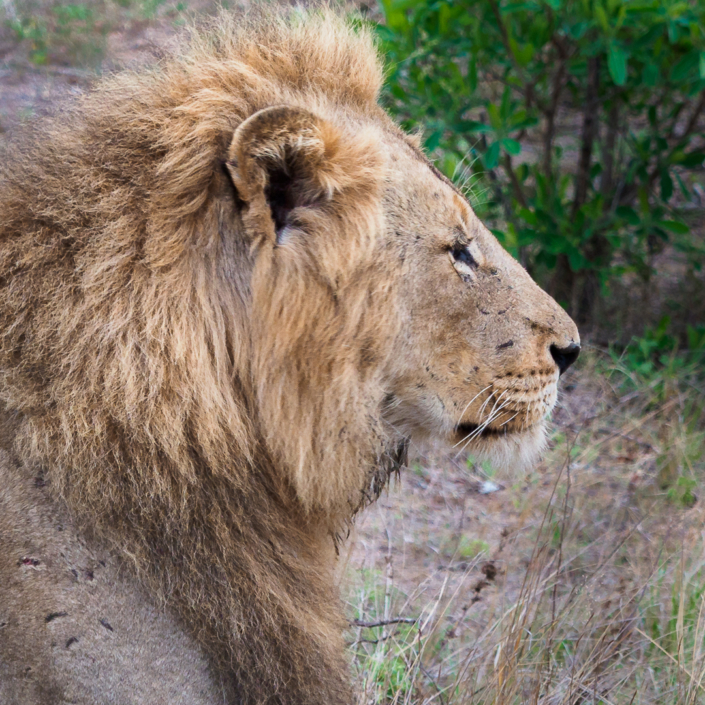 Löwe krüger nationalpark Safari