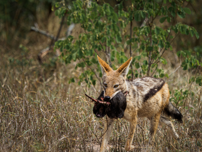 schakal krüger nationalpark Safari