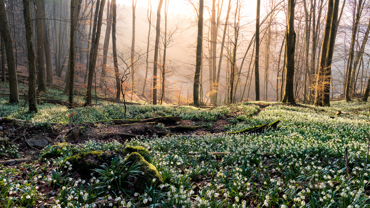 Maerzenbecher im Sonnenaufgang