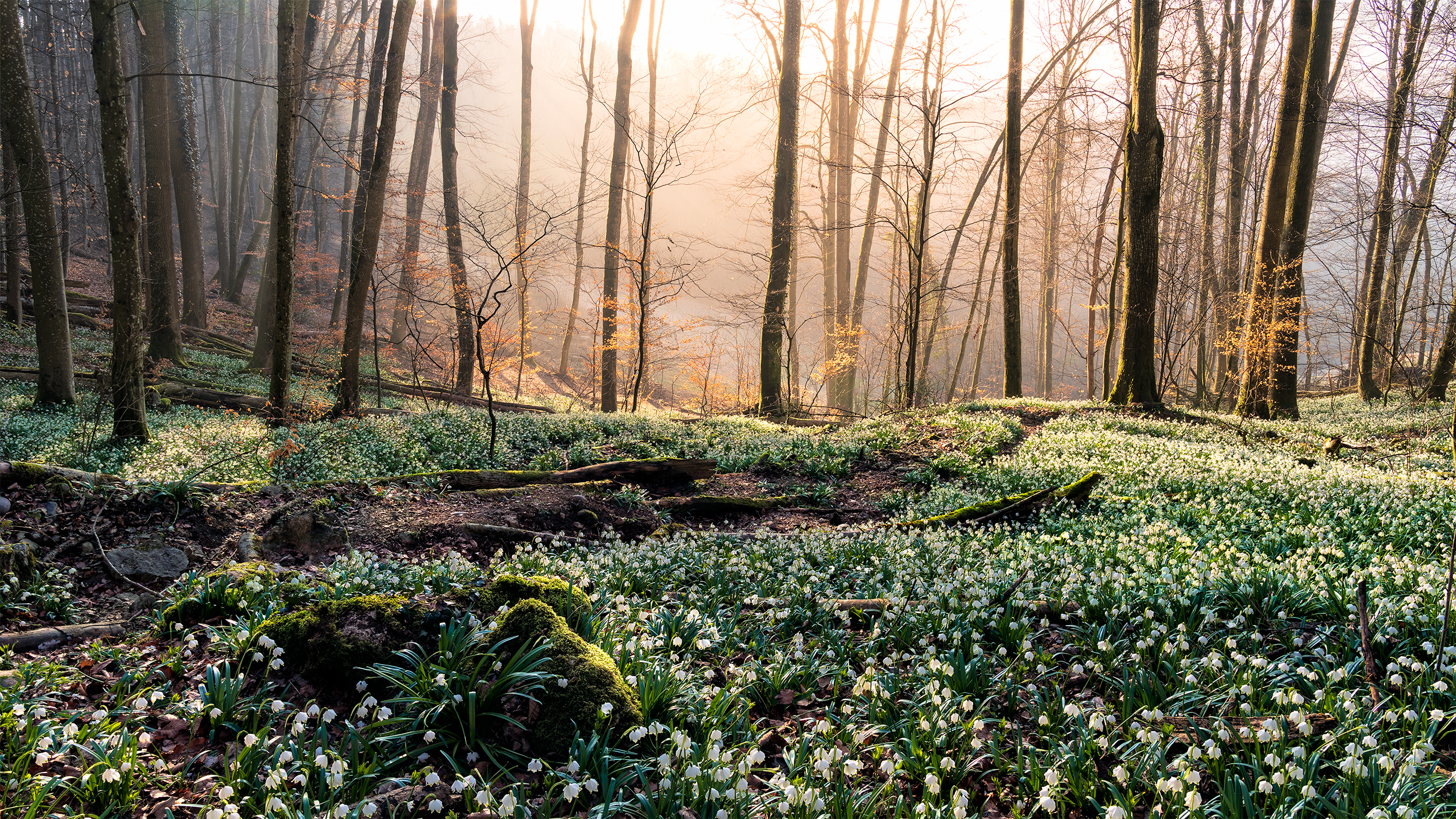 Maerzenbecher im Sonnenaufgang