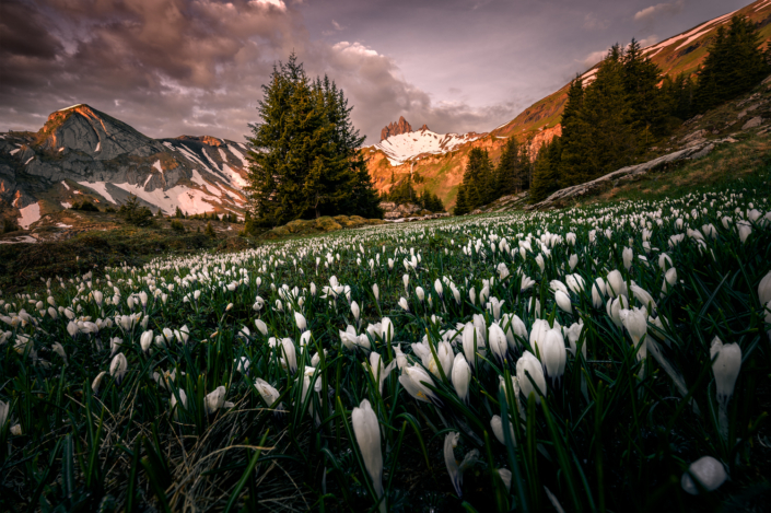 Berneroberland Blumenmeer