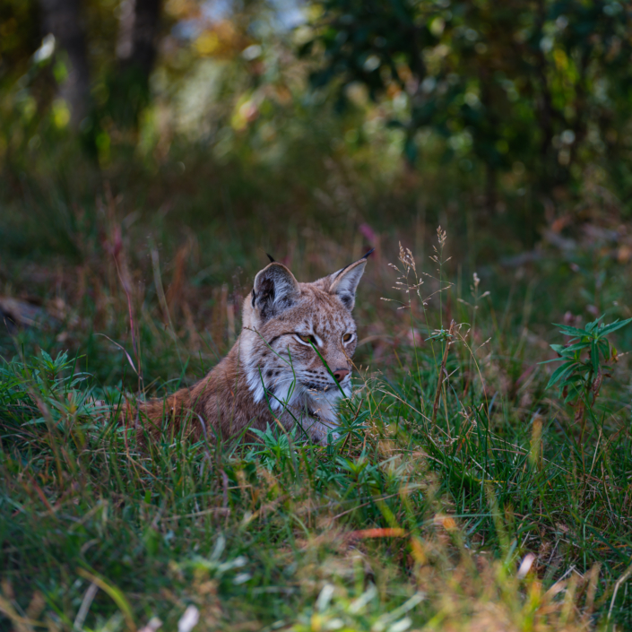 Ein Eurasische Luchs oder Nordluchs